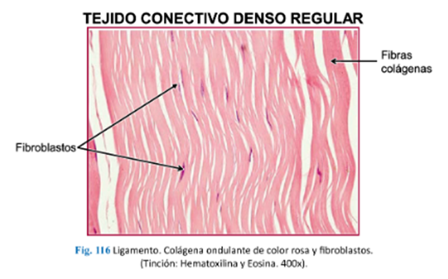 LLANOS , J. ; ZILVETTY , E. (2019)