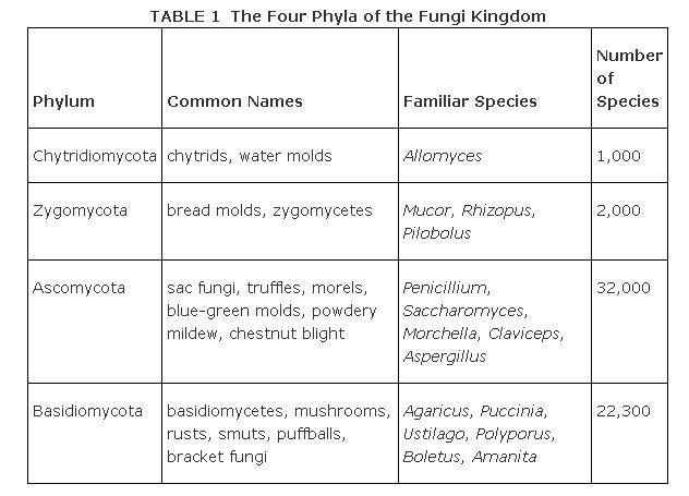 Produce spores; asexual and sexual life cycles; non motile