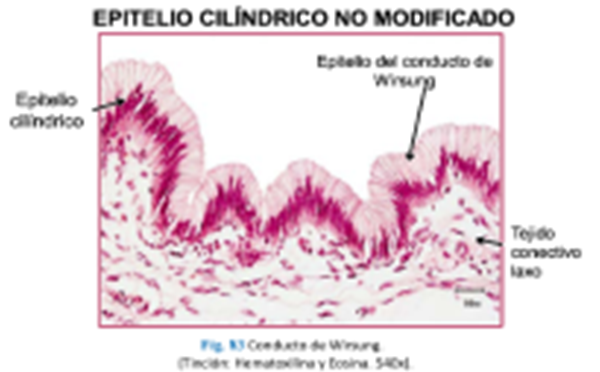 LLANOS , J. ; ZILVETTY , E. (2019)                                no modificado protege y se ubica en los conductos de la gla