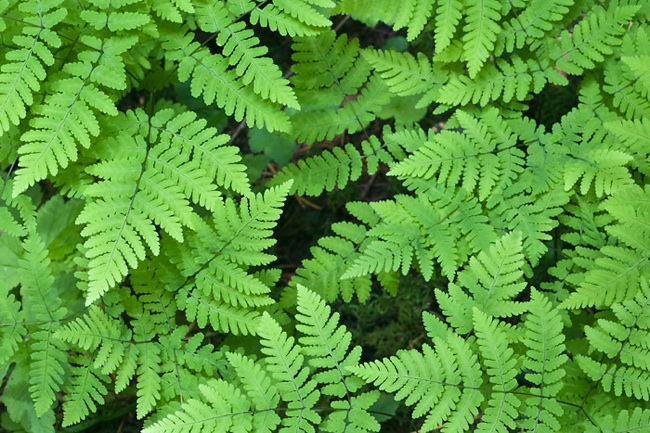 Representative Specie:
- Ferns