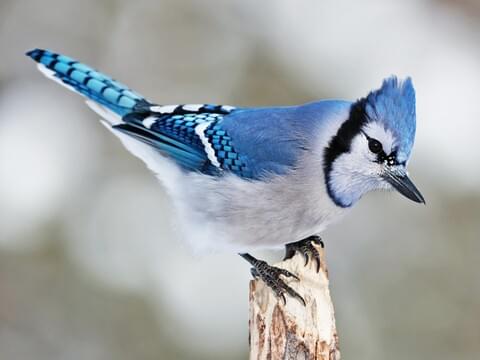 Blue Jay