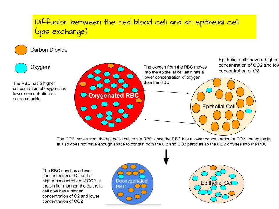 What is diffusion?
This is how nutrients and waste (chemicals) enter and exit a cell; in diffusion materials are always tryin