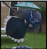 Cyanocitta cristata (blue jay)