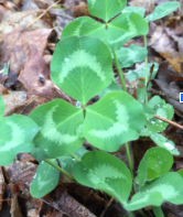 Trifolium pratense (red clover)