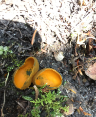 Aleuria aurantia (orange cup fungus)