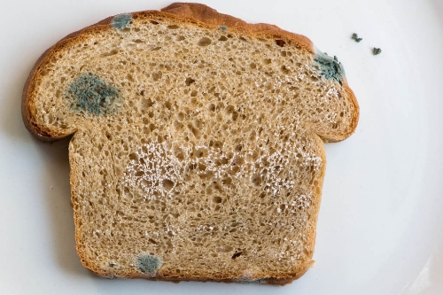 Representative Species:
- Black bread mold