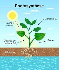 La photosynthese