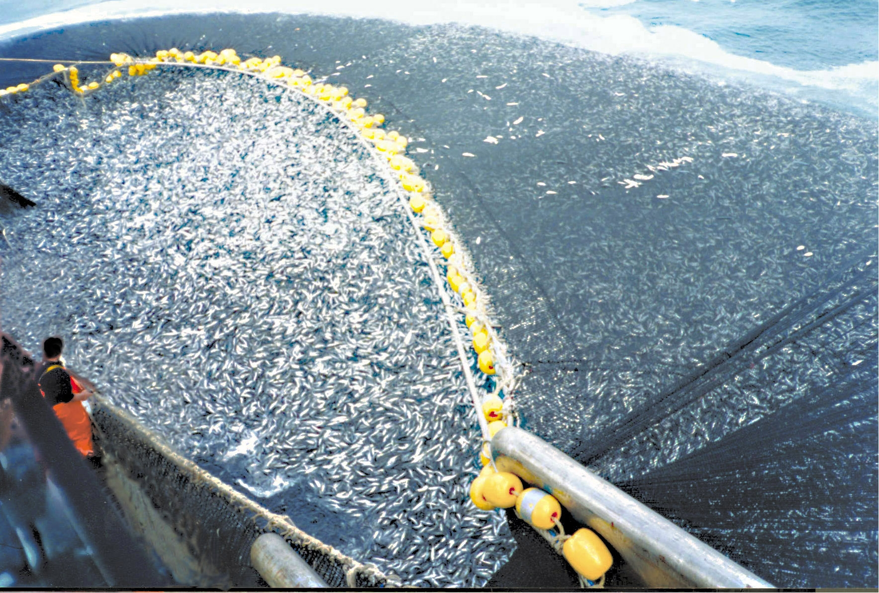 Overfishing is the poaching of fish. As the demand for food rises, fish is an easy source, but people are overdoing it. They 