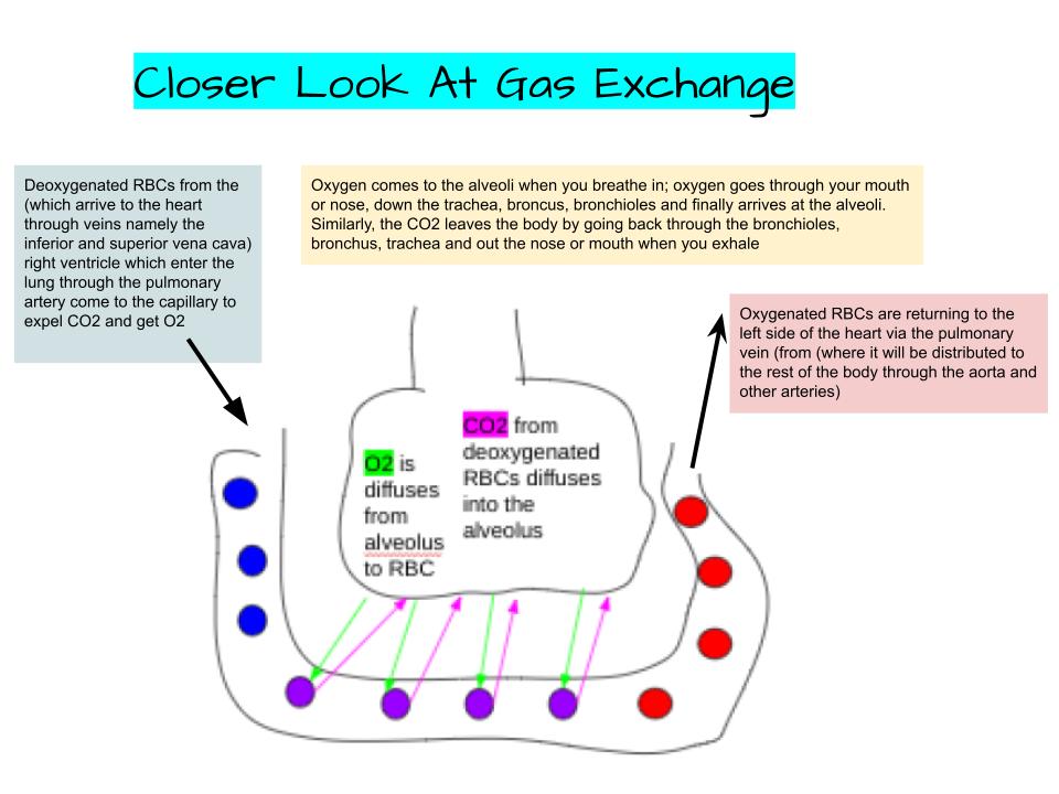 Gas Exchange
Deoxygenated blood from the heart  goes to capillaries which surround alveoli. The oxygen in the alvoli (obtaine