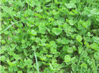 Trifolium repens (White Clover)