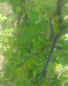 Rhamnus cathartica
(Common Buckthorn)