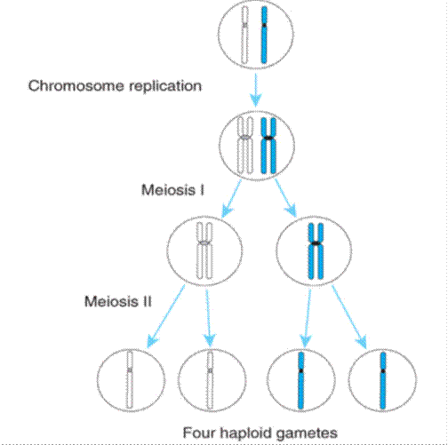 Meiosis