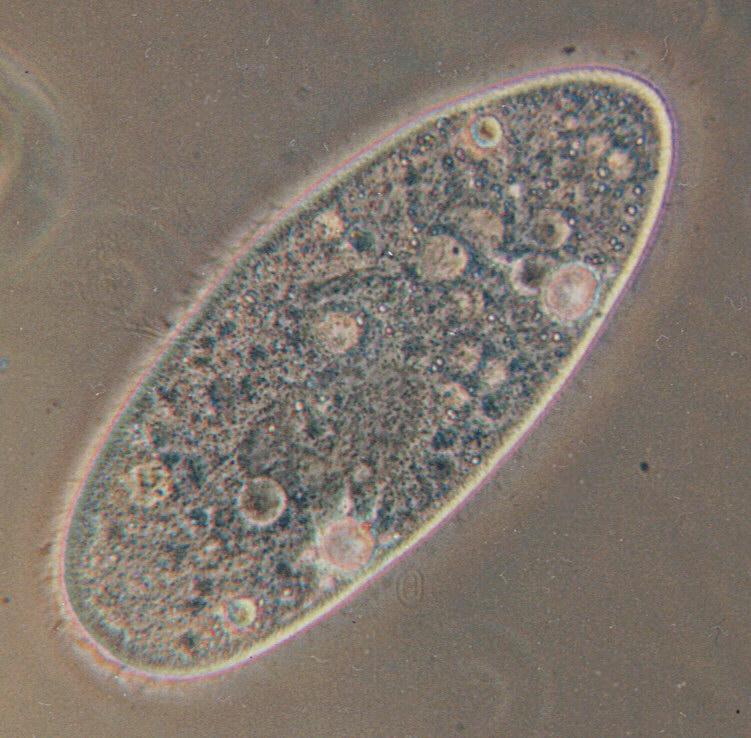 Ciliates