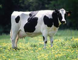 The product is different in the market by having fresh dairy and having our cows grass feed with no antiobiotics.