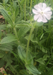 Silene latifolia 
(White Campion)