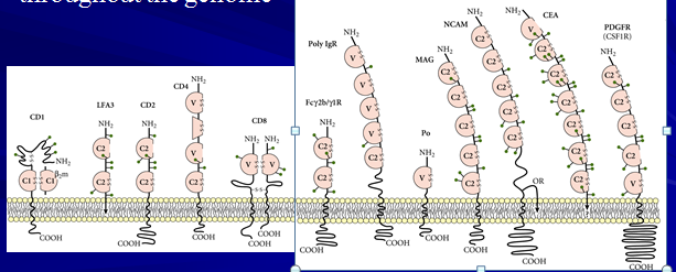 e.g. Immunoglobulin superfamily