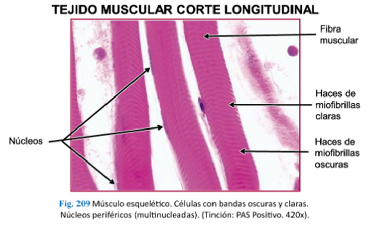 LLANOS , J. ; ZILVETTY , E. (2019)