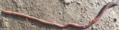 Lumbricus terrestris (Common Earthworm)