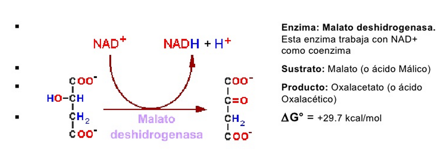 Oxidación de L-MALATO a OXALACETATO