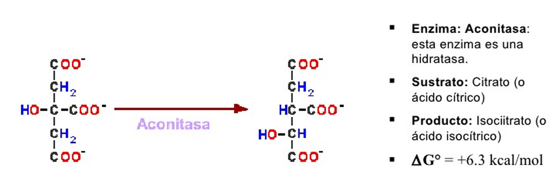 FORMACIÓN DEL ISOCITRATO