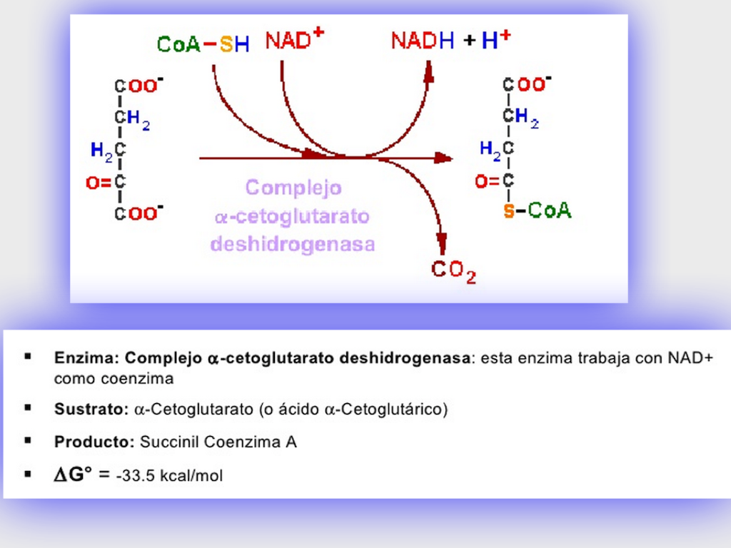 Oxidación a SUCCINIL CoA