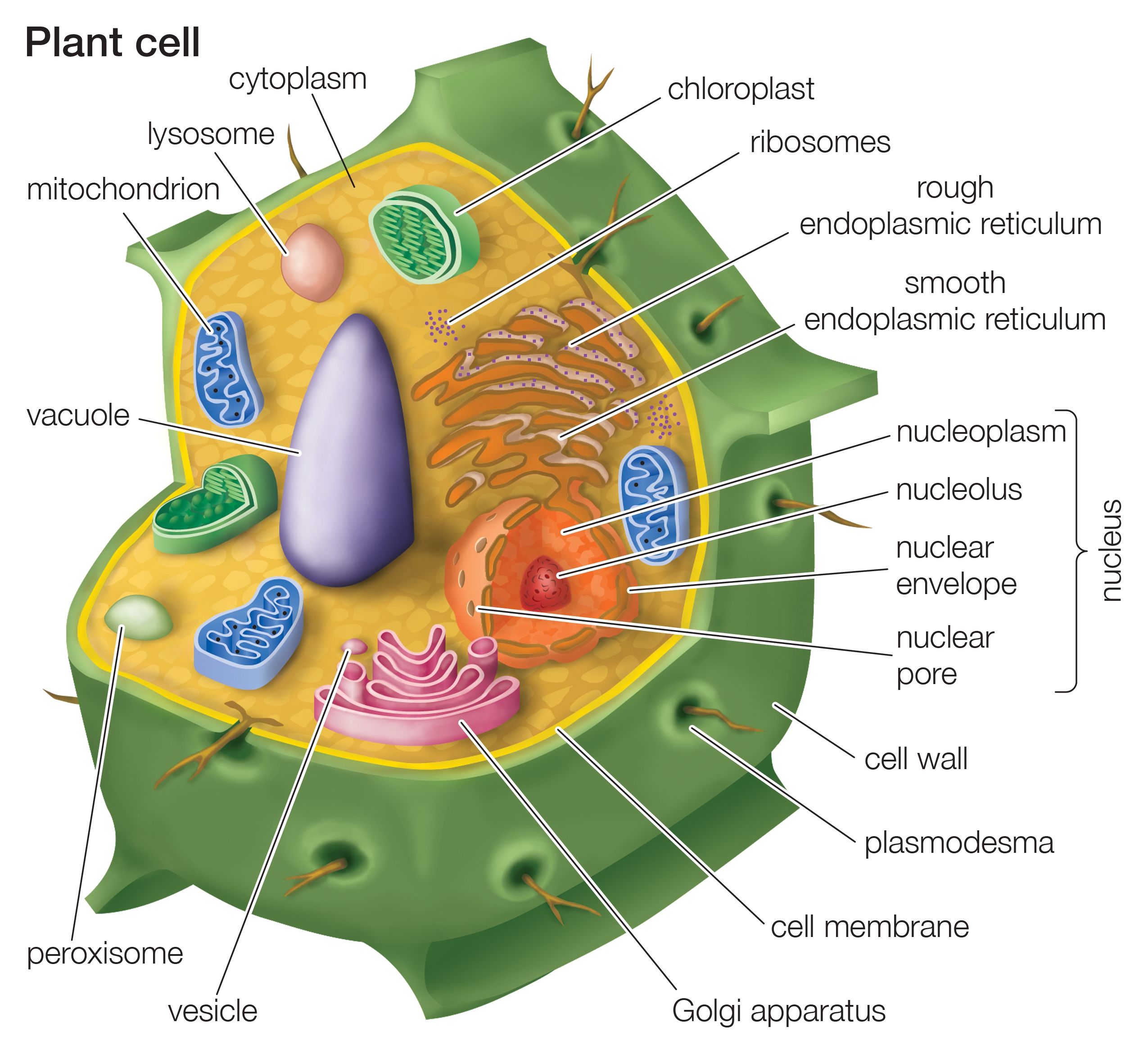 Anatomy of a plant cell.