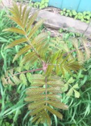 Rhus typhina 
(Staghorn Sumac)