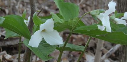 Trillium grandiflorum