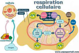 respiration cellulaire