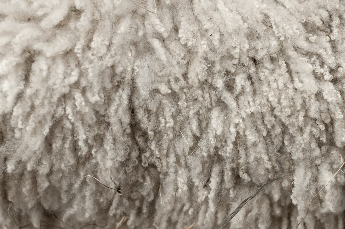 Wool