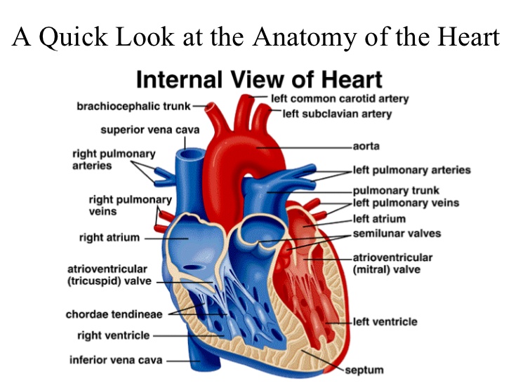 Anatomy of the heart