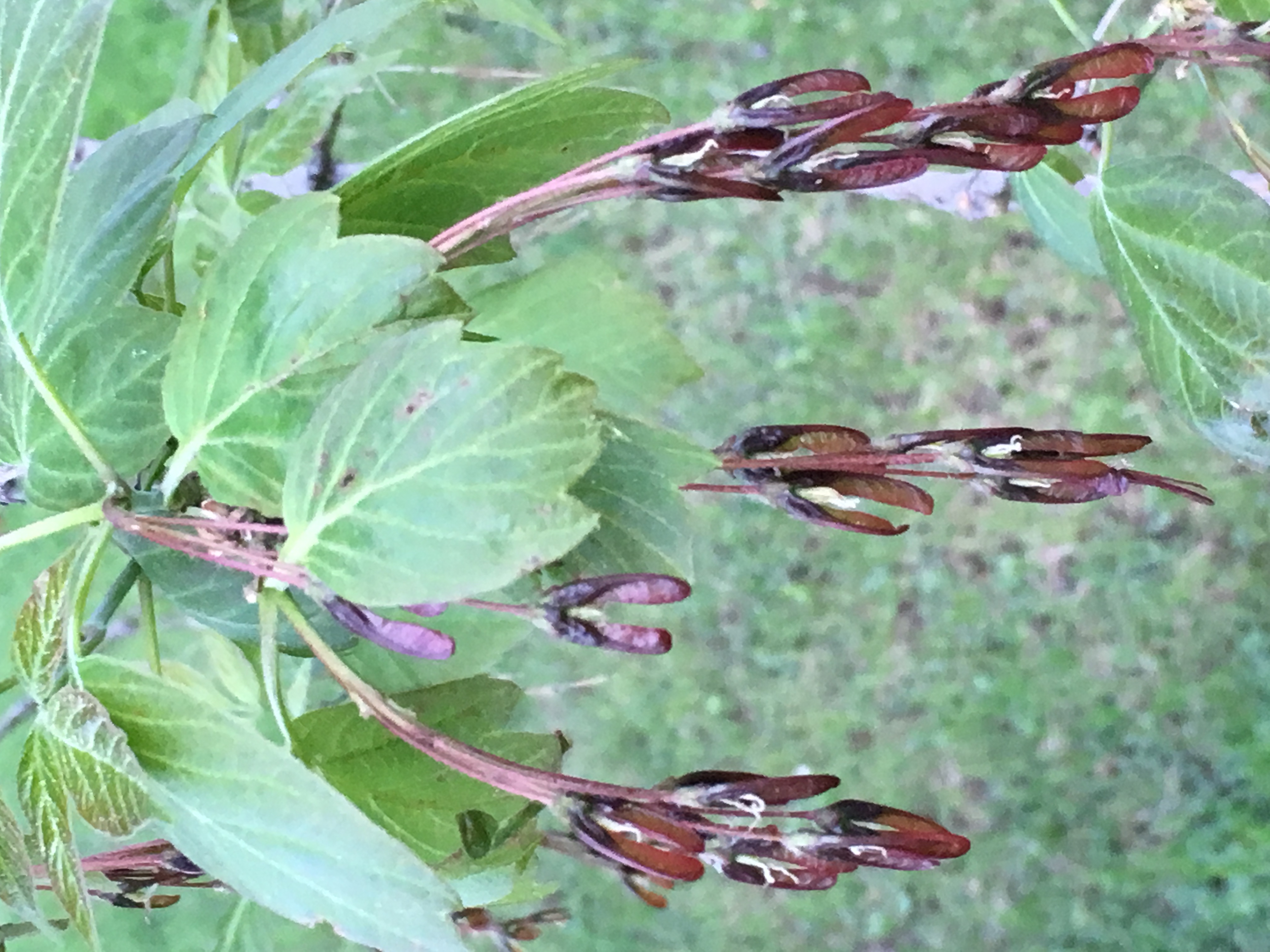 Acer negundo (Manitoba Maple)