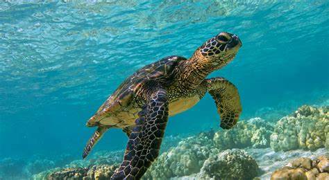 Green Sea Turtle