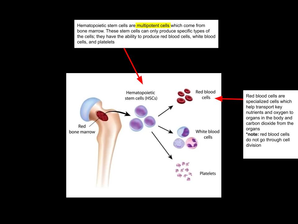 Example of Cell Differentiation:
Multipotent stem cells in the bone marrow become red blood cells (RBCs are specialized as th