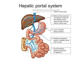 Hepatic Portal System