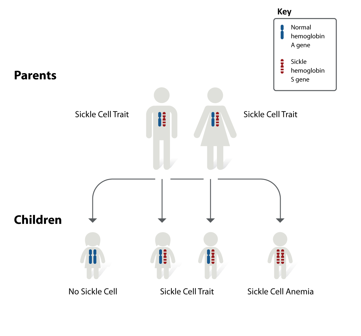 This shows the inheritance of the normal 
versus sickle hemoglobin being passed on. 
(More info in the side three lines)