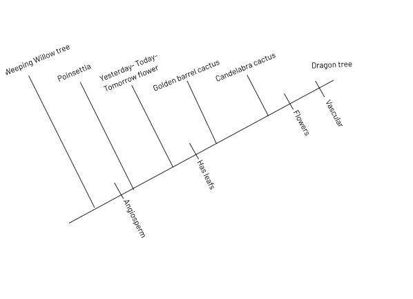 Phylogenetic Tree for 6 of my species