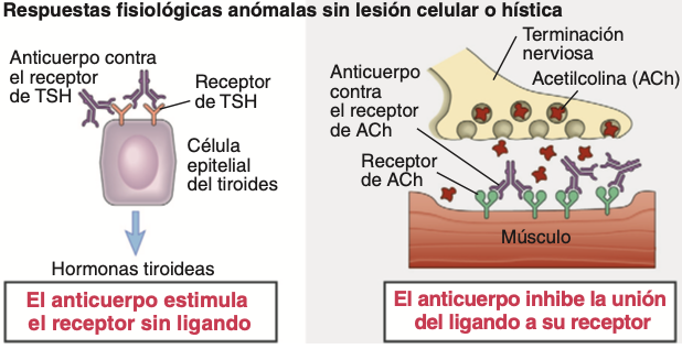 Los anticuerpos específicos para los receptores de la superficie celular de hormonas o neurotransmisores pueden estimular la 