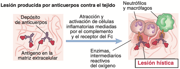 Los anticuerpos pueden unirse de forma específica a antígenos hísticos.