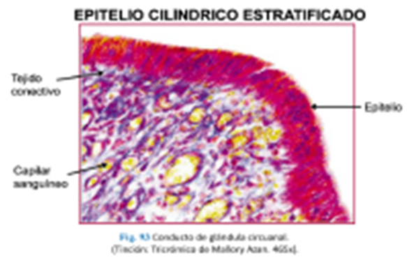 LLANOS , J. ; ZILVETTY , E. (2019)                       Epitelio cilíndrico estratificado