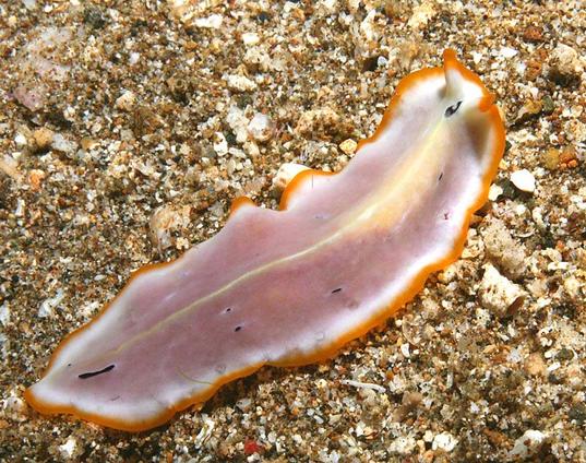 Representative Species:
- Flatworms