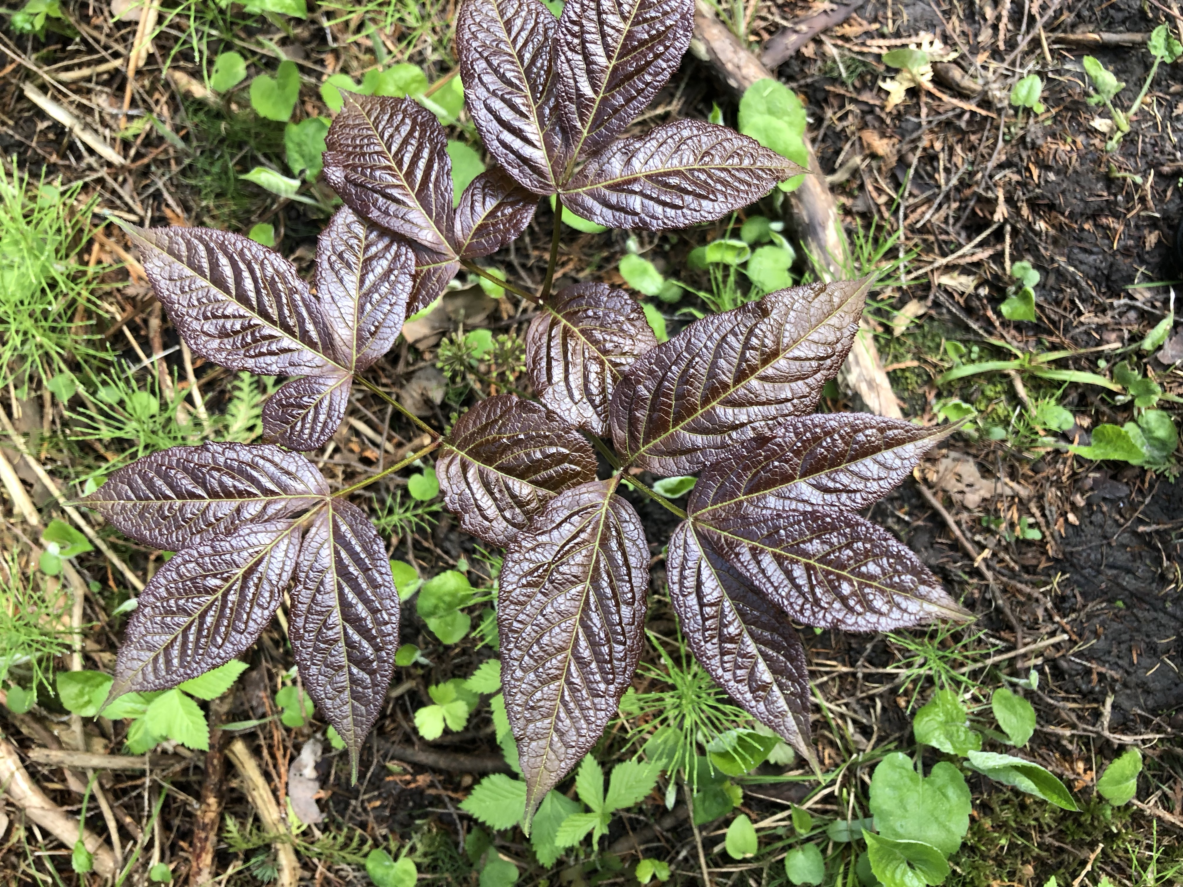 Sassafras albidum