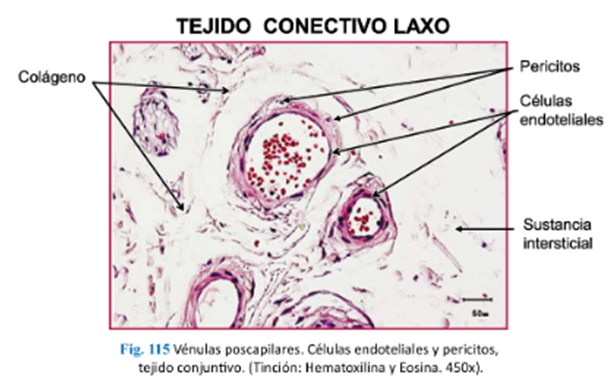 LLANOS , J. ; ZILVETTY , E. (2019)