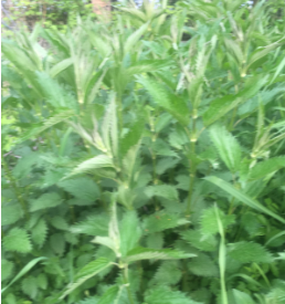 Urtica dioica (Great Nettle)