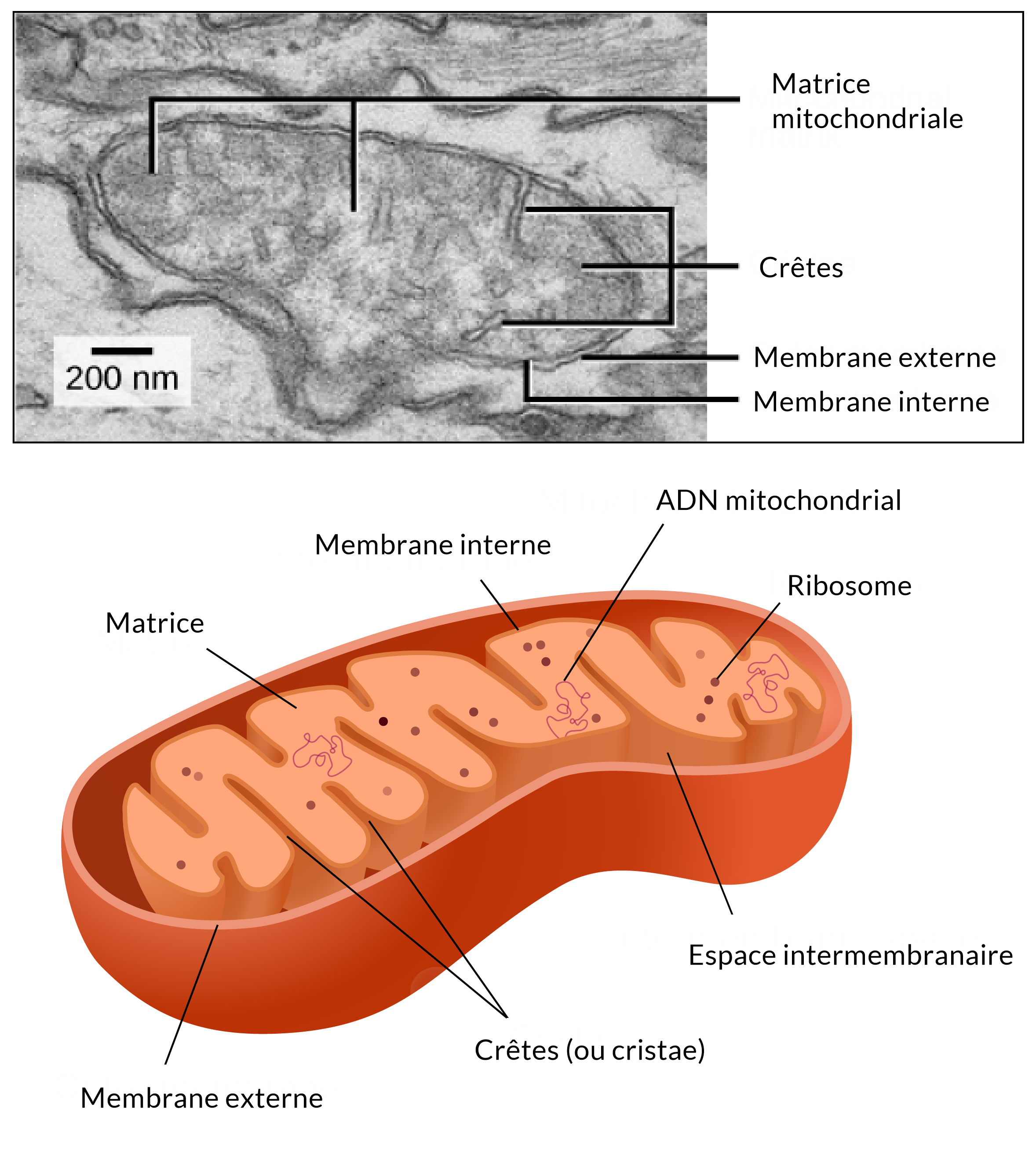 organisation de la mitochondrie