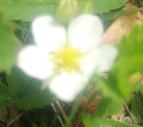 Fragaria virginiana 
(wild strawberry)