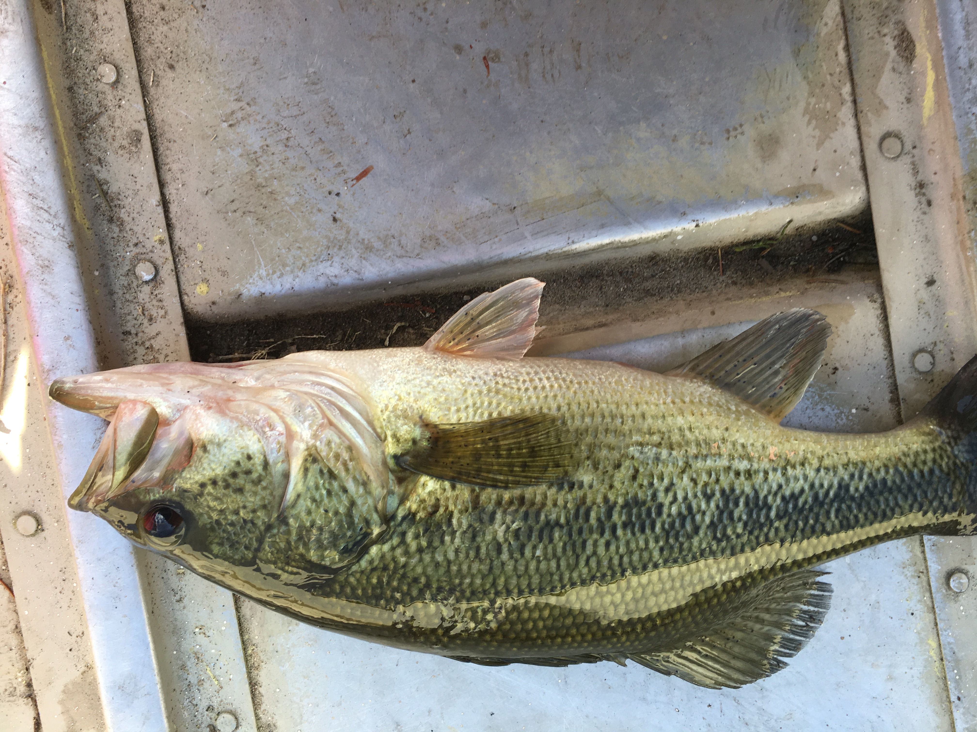 Micropterus salmoides (largemouth Bass)