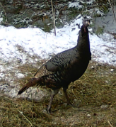 Meleagris gallopavo (Wild Turkey)