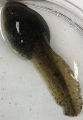 Lithobates Castbiaious 
(Bullfrog Tadpole)