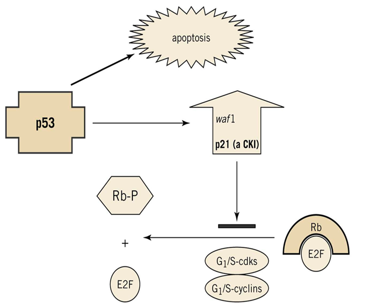 Regulation of G1-S transition by p53